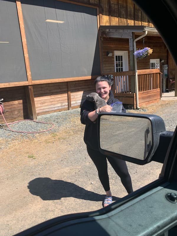 Customer photo of American Bully puppy from Nikki L.