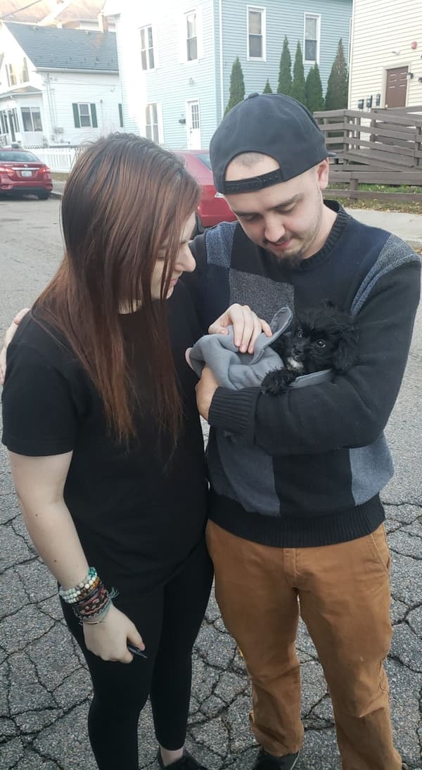 Customer photo of Shih-Poo - Shihpoo puppy from Ashley J.