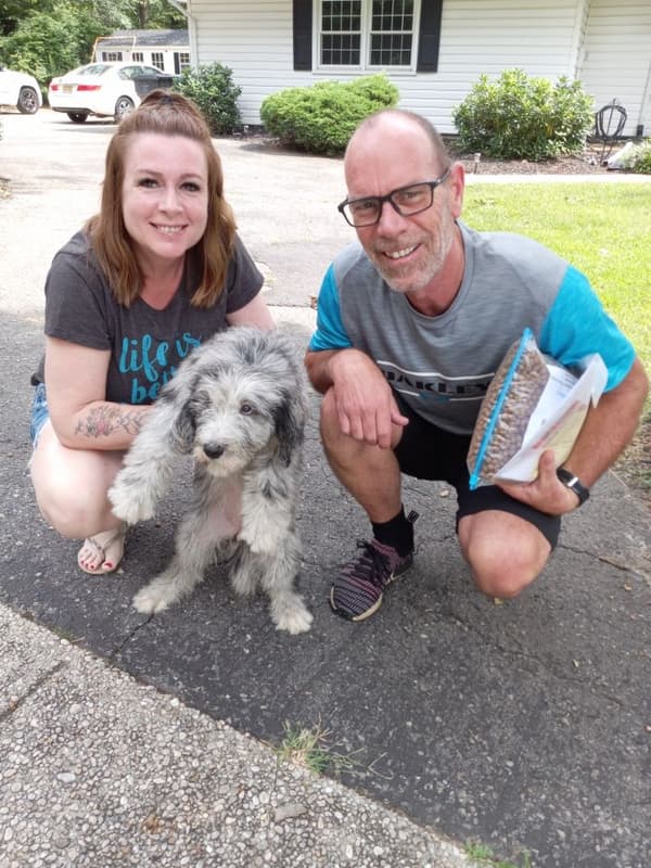 Customer photo of Sheepadoodle puppy from Rob R.