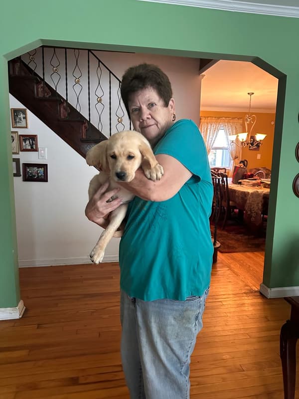 Customer photo of Labrador Retriever puppy from Donna D.