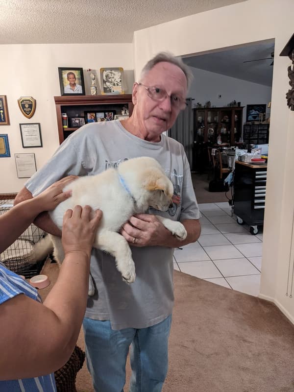 Customer photo of German Shepherd puppy from Nick V.