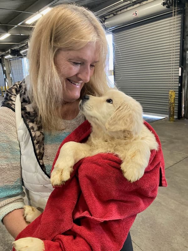 Customer photo of English Golden Retriever puppy from Becky B.