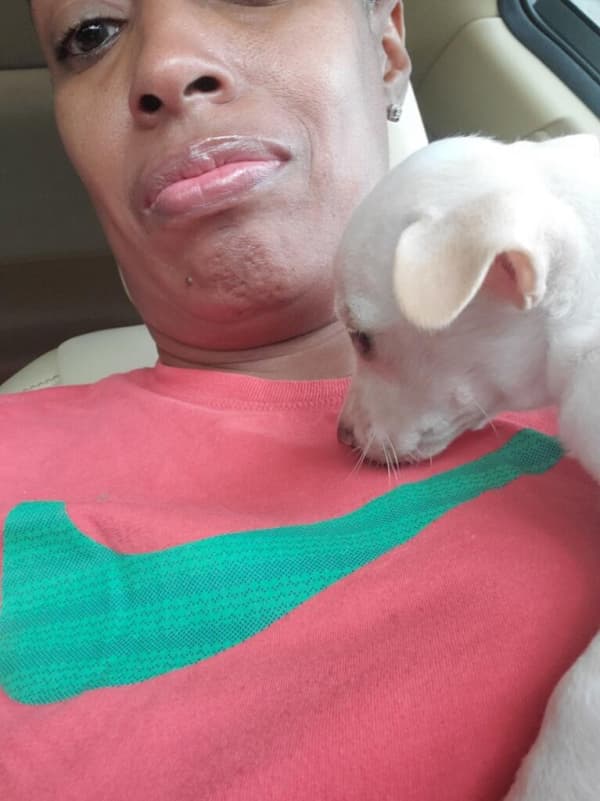 Customer photo of Chihuahua puppy from Tee M.