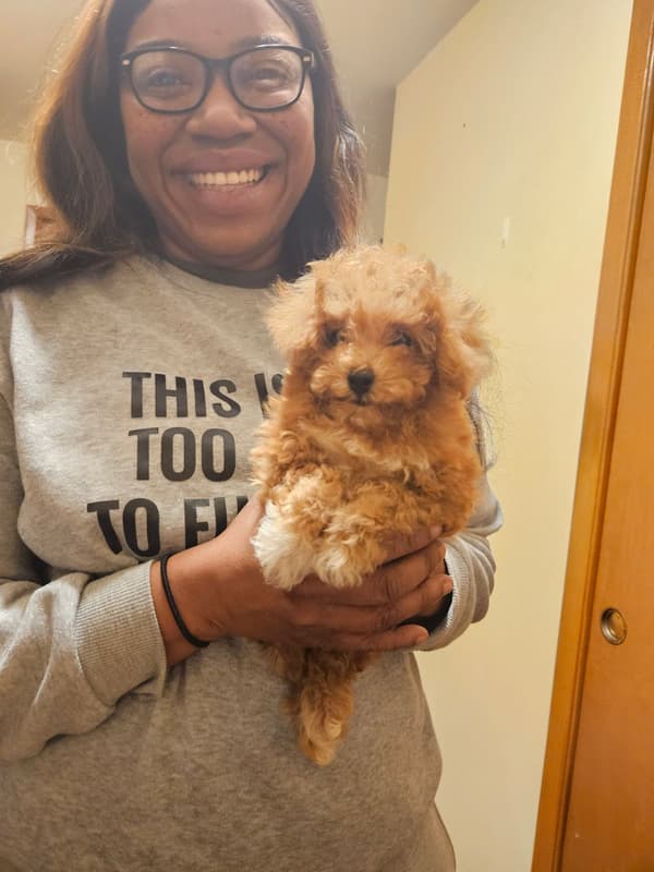 Customer photo of Poodle, Toy puppy from Brittany B.