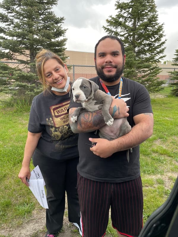 Customer photo of American Bully puppy from Olinda P.