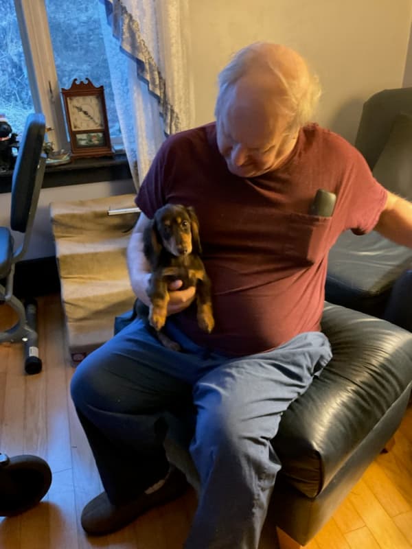 Customer photo of Dachshund, Mini puppy from Dennis B.