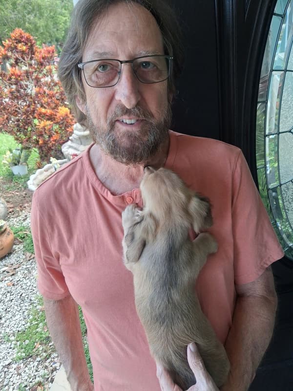Customer photo of Dachshund, Mini puppy from Neil F.