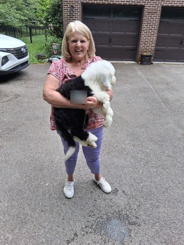 Customer photo of Sheepadoodle puppy from Debra G.