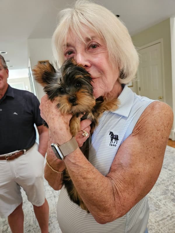 Customer photo of Yorkshire Terrier - Yorkie puppy from Greta S.