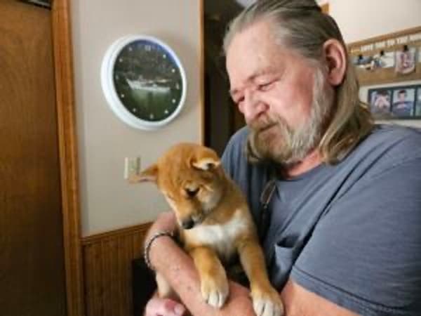 Customer photo of Shiba Inu puppy from Bobby B.