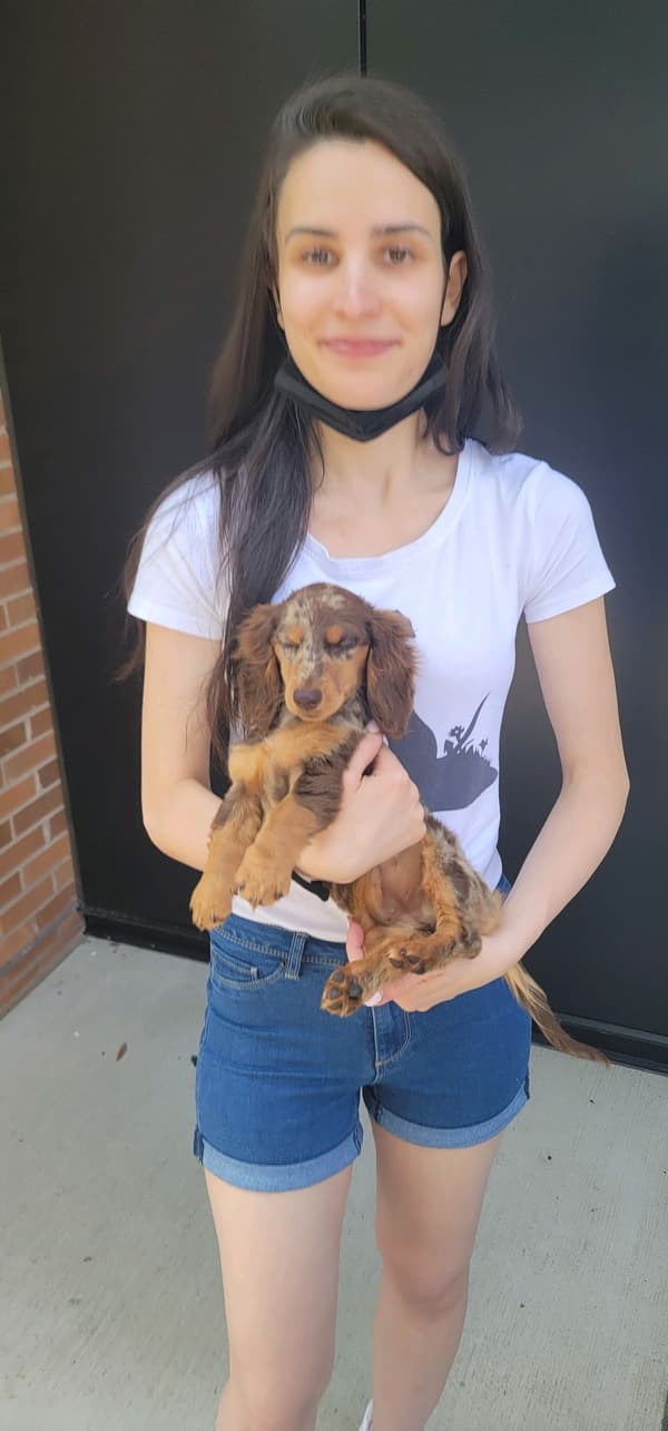 Customer photo of Dachshund, Mini puppy from Joanna & Mark M.