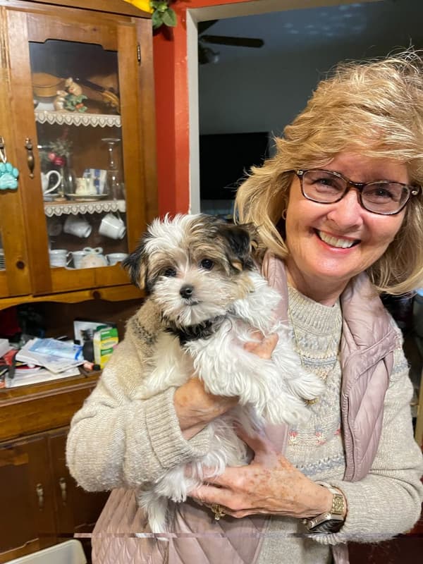 Customer photo of Morkie / Yorktese puppy from Susan P.