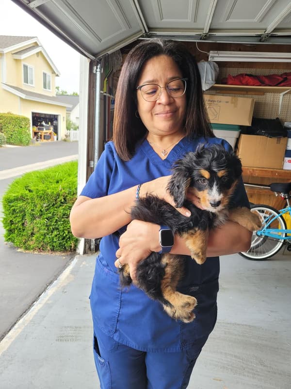 Customer photo of Bernedoodle, Mini puppy from Nyvea G.