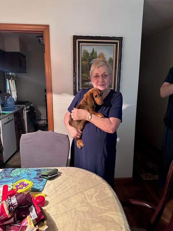 Customer photo of Dachshund, Mini puppy from Helen W.