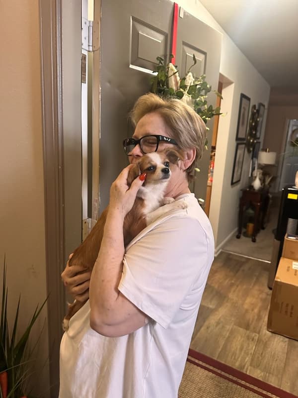 Customer photo of Chihuahua puppy from Evelyn B.