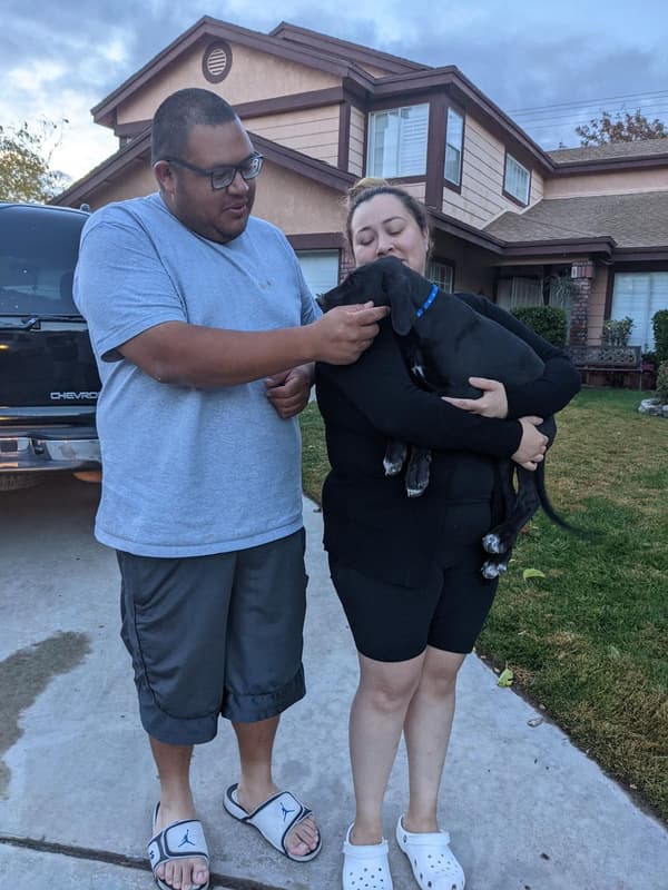 Customer photo of Great Dane puppy from Yessenia R.