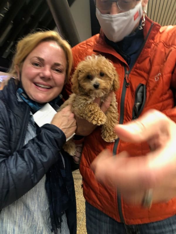 Customer photo of Poodle, Toy puppy from Erin B.