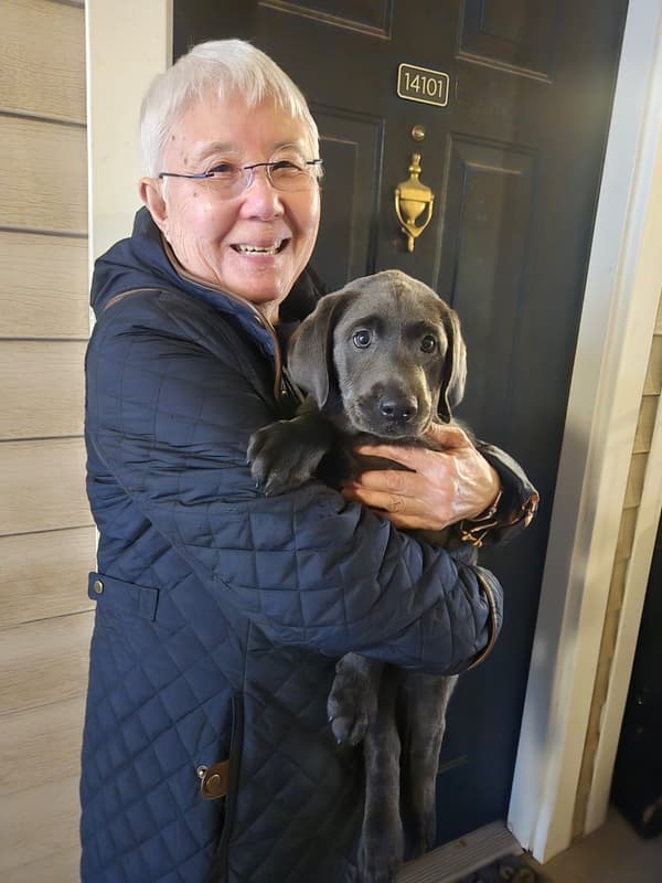 Customer photo of Labrador Retriever puppy from Jeanie H.