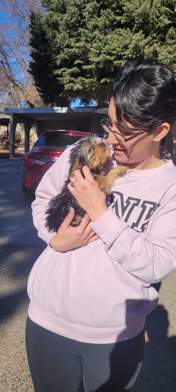 Customer photo of Yorkshire Terrier - Yorkie puppy from Amanda P. 
