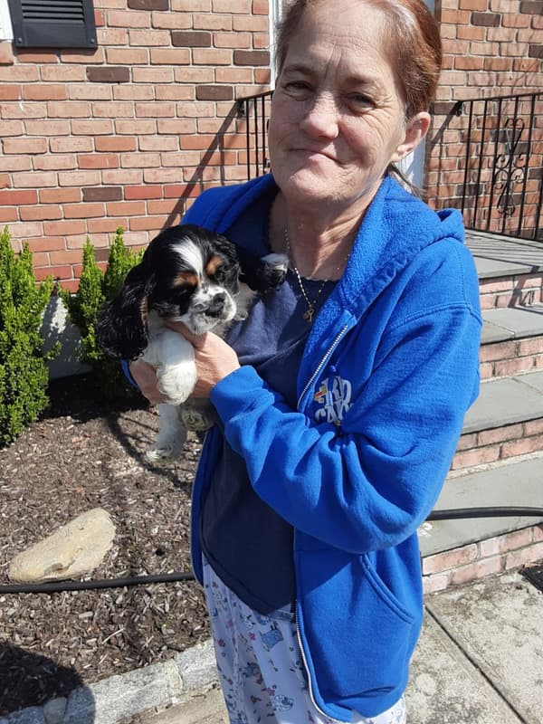 Customer photo of Cocker Spaniel puppy from Stephanie T.