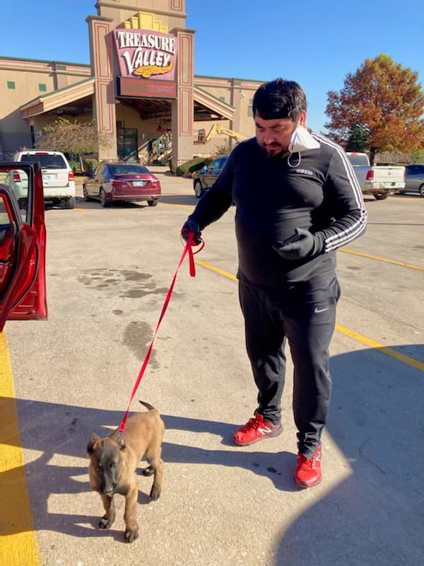 Customer photo of Belgian Malinois puppy from Radu S.