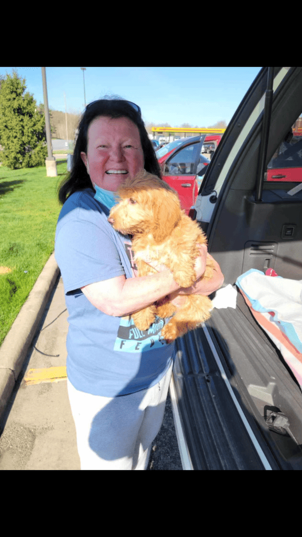 Customer photo of Goldendoodle, Mini puppy from Pamela W.