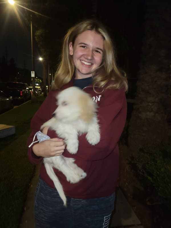 Customer photo of Cavachon puppy from Kaitlyn B.