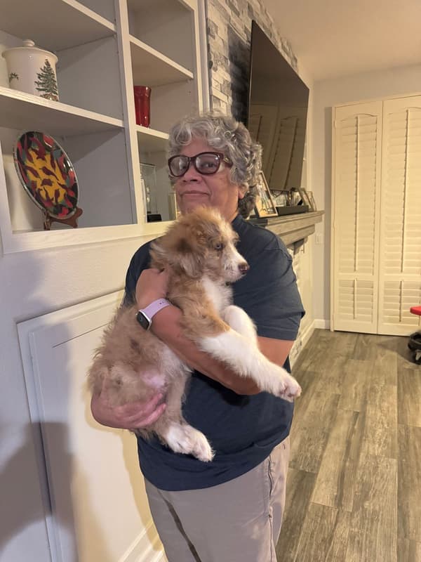 Customer photo of Aussiedoodle puppy from Diane G.