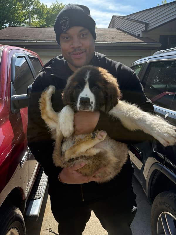 Customer photo of Saint Bernard - St. Bernard puppy from Duane W.