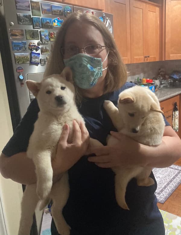 Customer photo of Shiba Inu puppy from Deanna E.