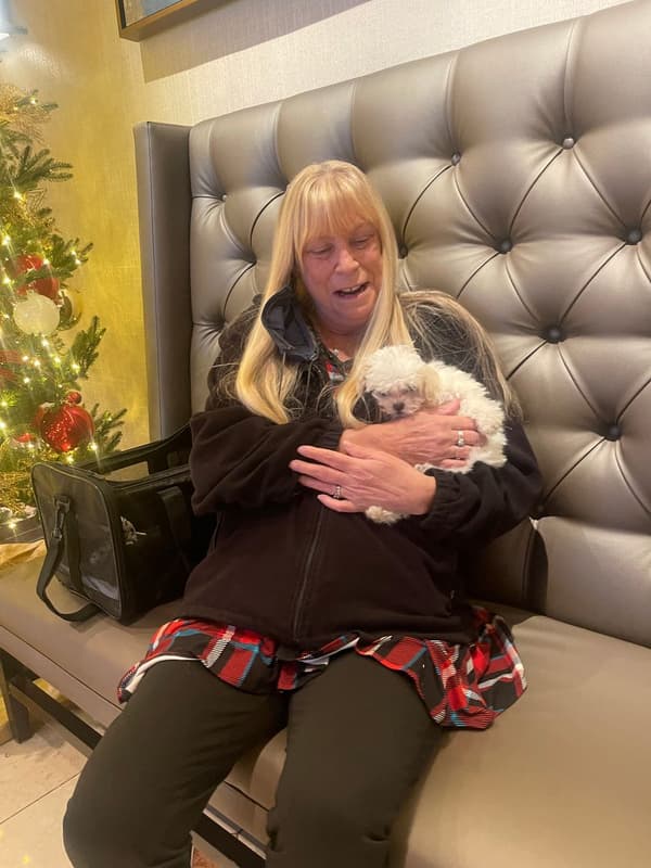 Customer photo of Shih-Poo - Shihpoo puppy from Mary K.