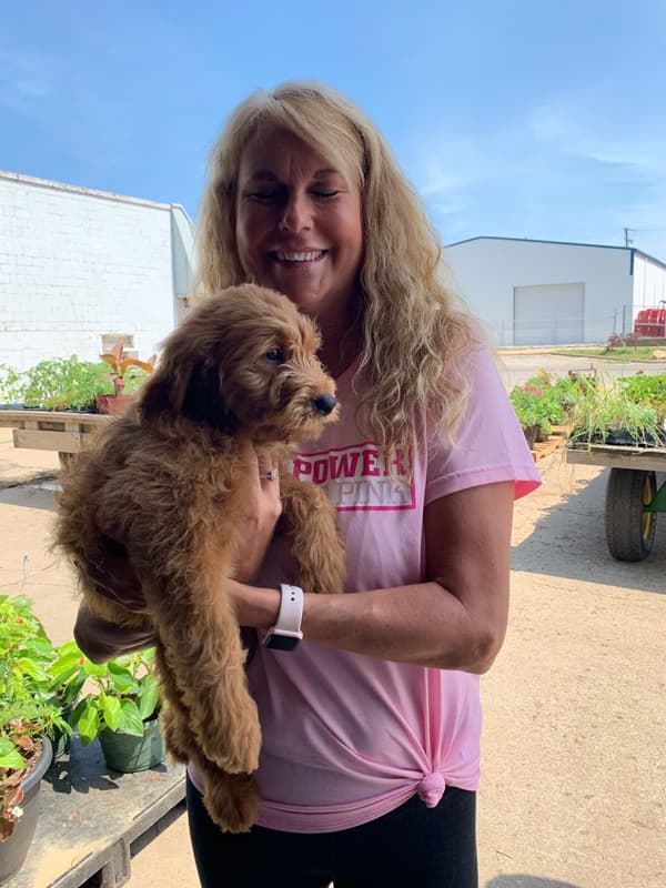 Customer photo of Goldendoodle, Mini puppy from Tonya W.
