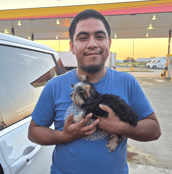 Customer photo of Shorkie puppy from Paul A.