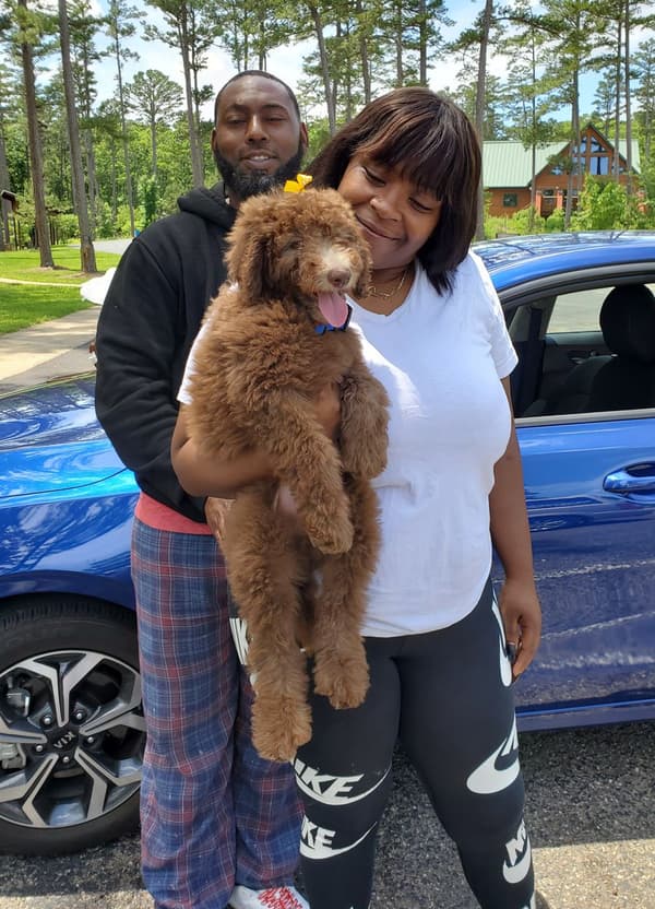 Customer photo of Poodle, Standard puppy from Caretta B.