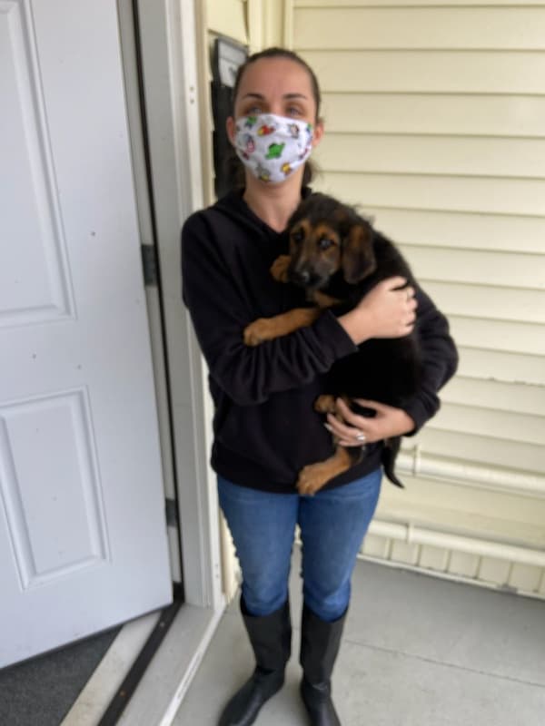 Customer photo of Shepadoodle puppy from Carina R.