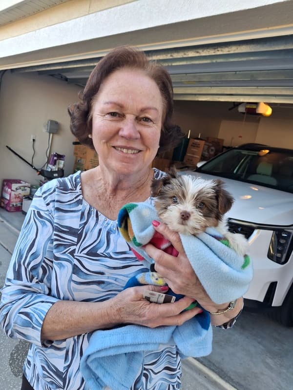 Customer photo of Morkie / Yorktese puppy from Wonda O.