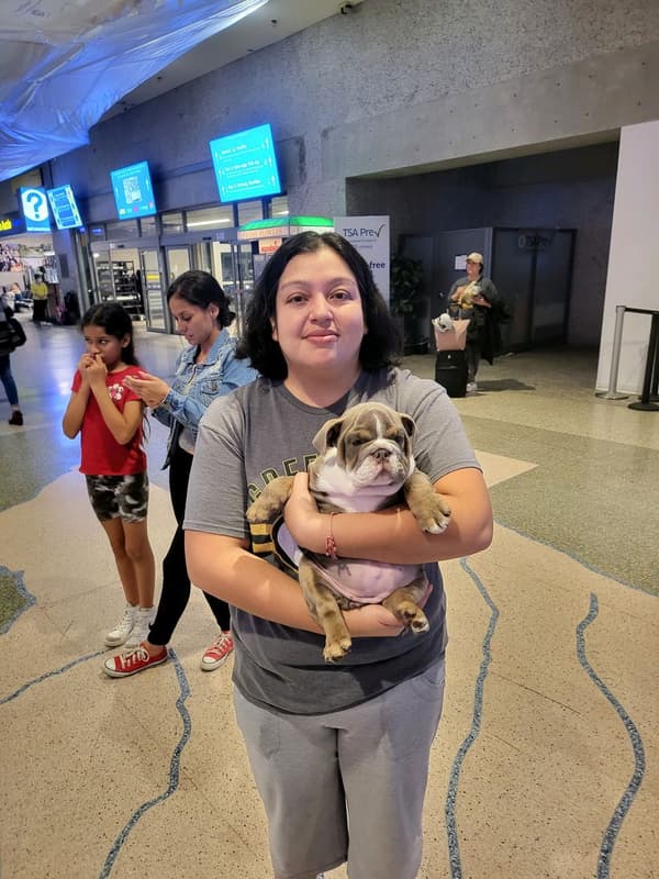 Customer photo of English Bulldog puppy from Perla G.