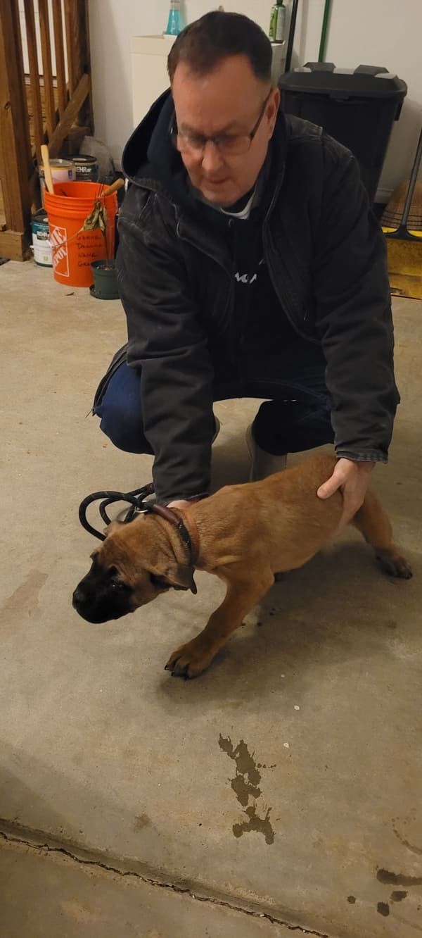 Customer photo of Cane Corso Mastiff puppy from Wren Y.