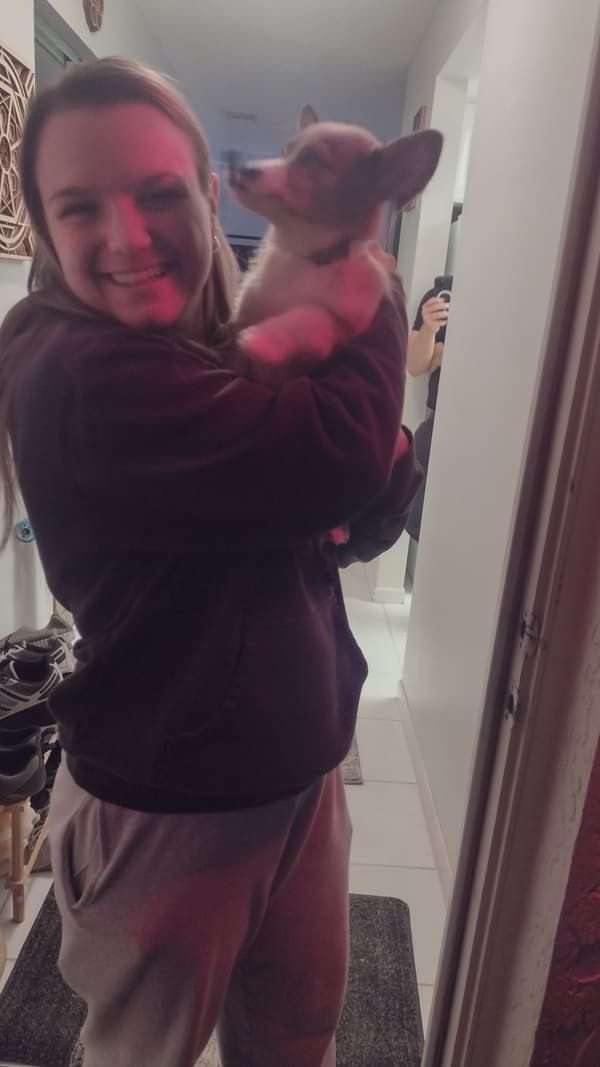 Customer photo of Corgi, Pembroke Welsh puppy from Marlin M.