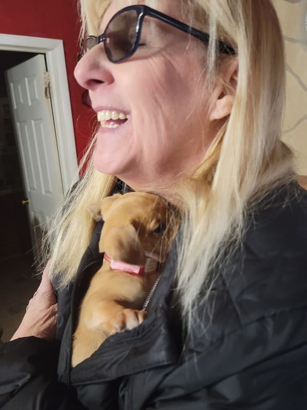 Customer photo of Chihuahua puppy from Tina B.