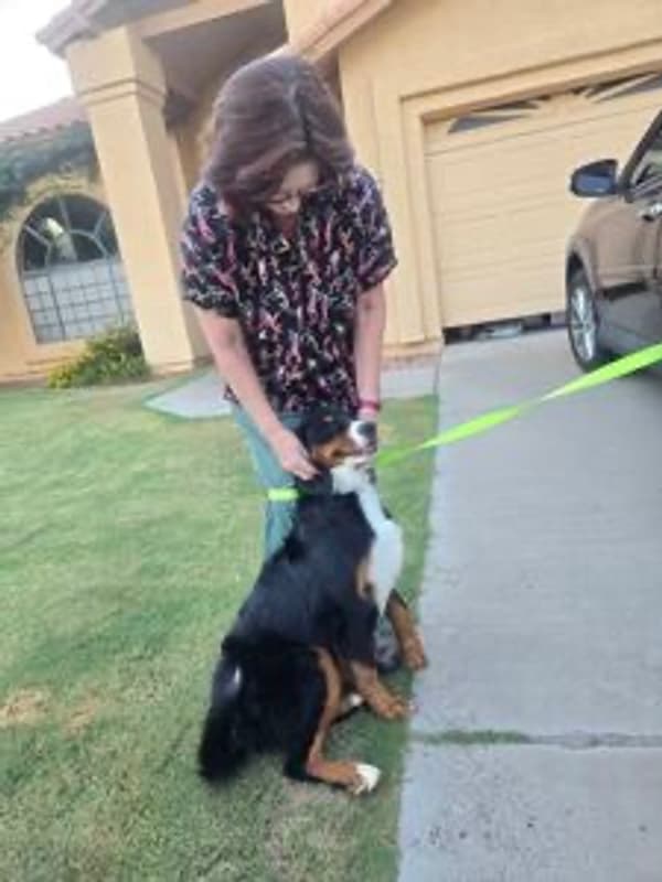 Customer photo of Bernese Mountain Dog puppy from Judy D.