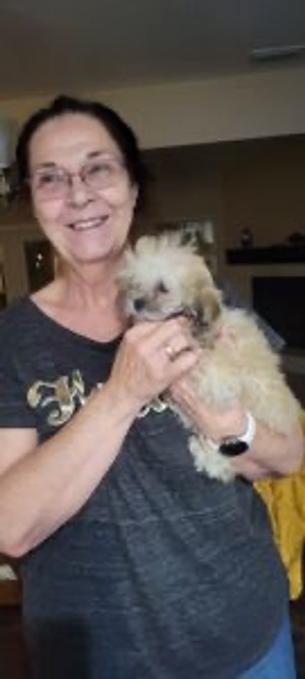 Customer photo of Shih-Poo - Shihpoo puppy from Cheryl V.