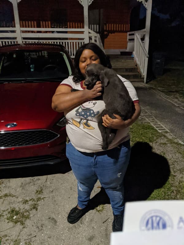 Customer photo of Labrador Retriever puppy from Bryanna W. 