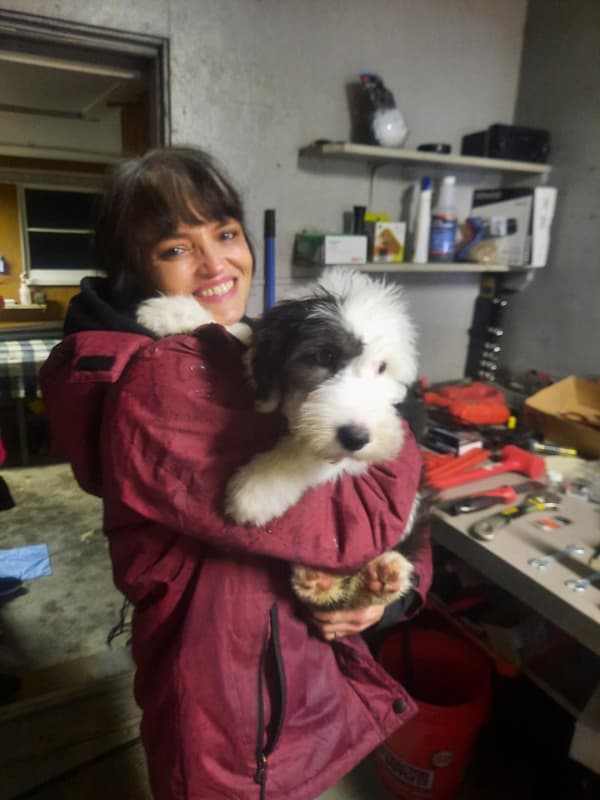 Customer photo of Old English Sheepdog puppy from Marsha G.
