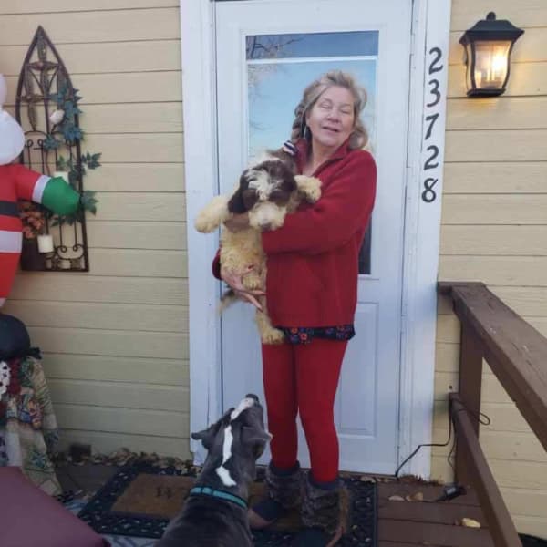 Customer photo of Springerdoodle puppy from Barb W. 