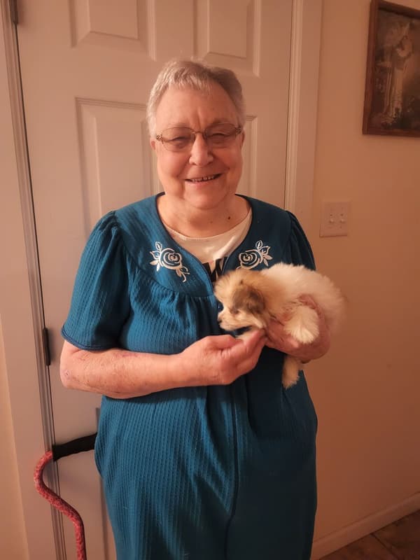 Customer photo of Malti Pom - Maltipom puppy from Linda M.