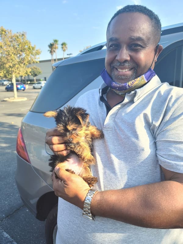 Customer photo of Yorkshire Terrier - Yorkie puppy from Scottie S