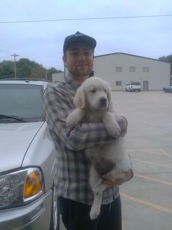 Customer photo of English Golden Retriever puppy from Jack D.