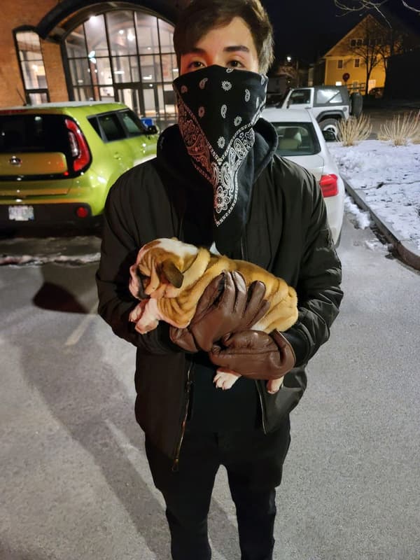 Customer photo of English Bulldog puppy from Steven C.