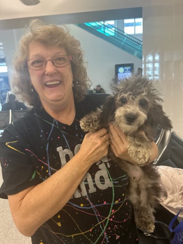 Customer photo of Poodle, Miniature puppy from Tynia S.